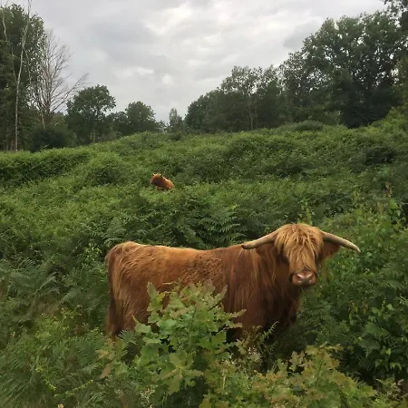 Bed & Breakfast Aan De Molenberg Broekhuizen (Limburg)