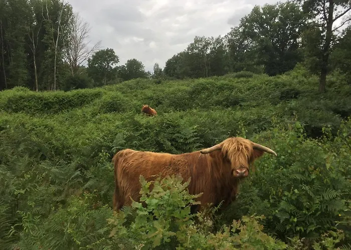 فندق مبيت وإفطار Aan De Molenberg بوكهاوْسِن